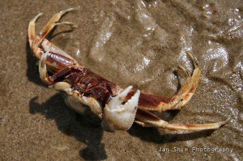 dec-crabs-2008-08