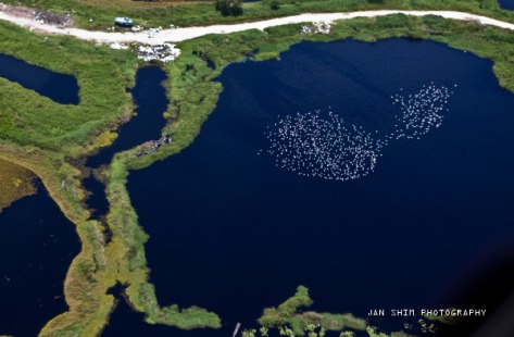 aerial-egrets-formation