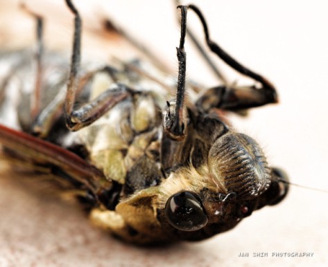 bigger-cicada