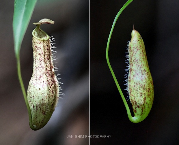 pitcherplant-003