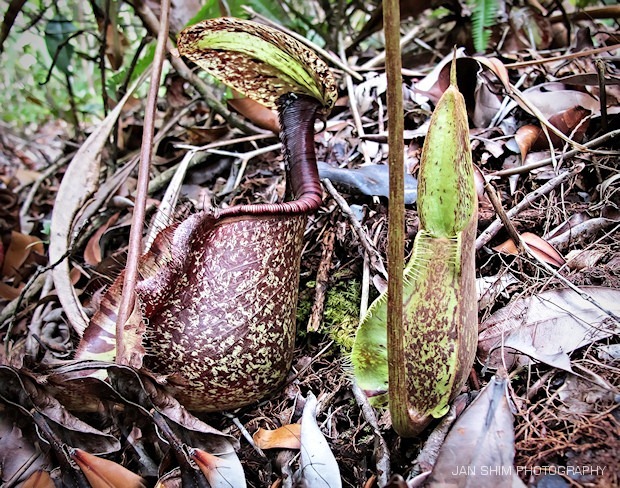 pitcherplant-007