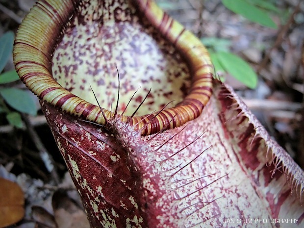 pitcherplant-008